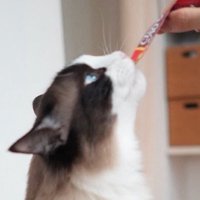 液状オヤツの袋に口を付けるラグドール