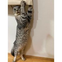 室内にいる猫