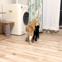 くっついて歩くふたり