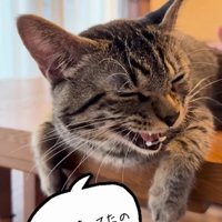 目を細めて鳴く猫