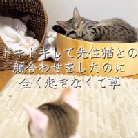 寝ているキジ白ハチワレの方を向く子猫