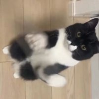 室内にいる猫