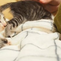 目を細めた子猫の横顔