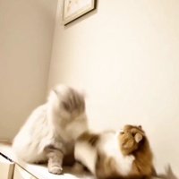 ケンカをしている2匹の猫