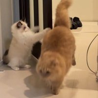 猫パンチをジャンプでかわす