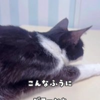 のびをする白黒猫