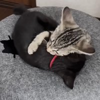 じゃれ合う2匹の猫