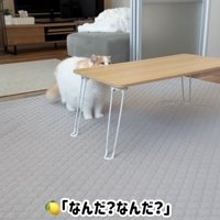 テーブルに近づく猫