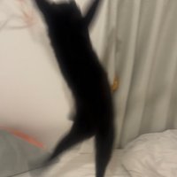 ジャンプする猫