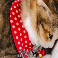 横目でチラ見する猫