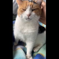 撫でてもらっているミケ