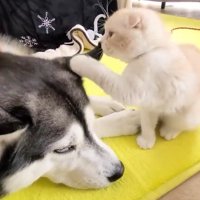 ハスキーの頭をさわる子猫