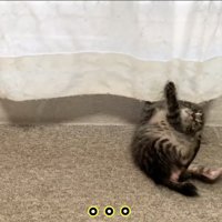 カーテンの前で仰向けに転がる子猫