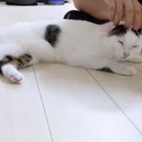 甘えるチロくん2