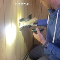 壁に開けた穴から子猫を拾い上げる飼い主