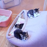 猫用ベッドで寛ぐ3匹の子猫