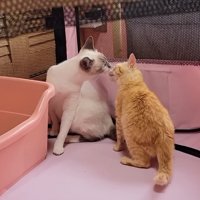 顔を近づける2匹の子猫