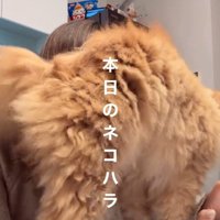 画面が見えない飼い主