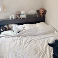 寝ているぽんちゃん