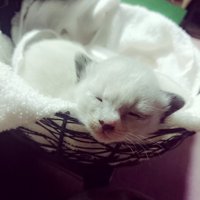 カゴの中の子猫