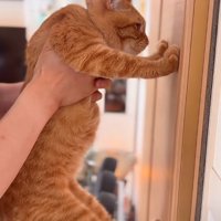 四足全てを壁につける猫