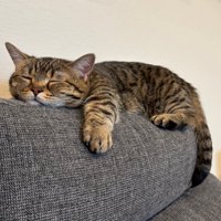 ソファの上で眠る猫