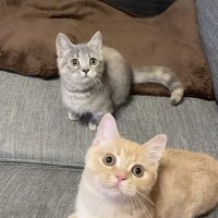 おもちゃを見つめる2匹のマンチカン