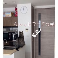 キッチンにいた猫