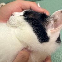 手に包まれて眠る猫の首から上