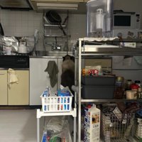 シンクの前で立ち上がっている猫