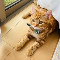 床でふせている猫