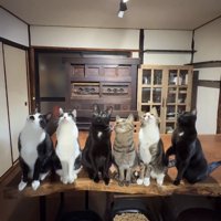 机の上で飼い主の動かすおもちゃを目で追いかける6匹の猫