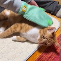 横になって男性にグルーミングしてもらう猫
