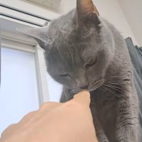 指のにおいをかぐ猫