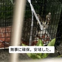 捕獲器の中にいる子猫