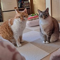 並んで座る2匹の猫