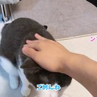 テロップ「ごめんね」