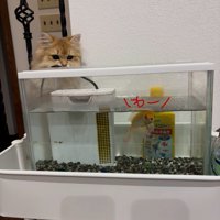 水槽を見ている子猫