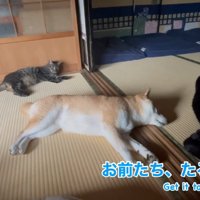 たるんでるぞ