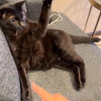 猫パンチを構える猫