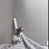 人に噛みついている子猫