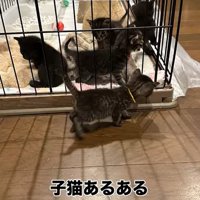 ケージの内外にいる子猫たち