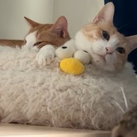 ベッドの上で寝ている二匹の猫