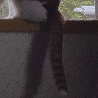 壁に映った成猫のしっぽの影