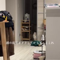 引き戸のそばでお座りをしているカメラ目線の猫（ヒキ）
