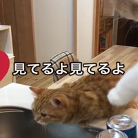 洗い物を前のめりで見つめる2匹