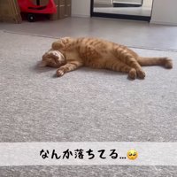 テロップ「なんか落ちてる」