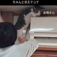 助けを求める猫