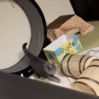 降りる猫