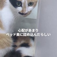 母猫と子猫たち